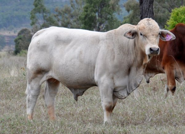 Charbrays - Boogal Cattle Co