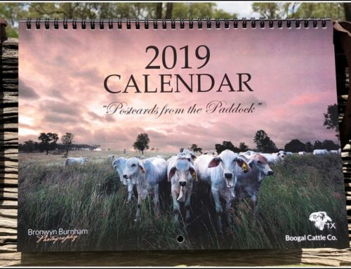 CALENDAR  2019  “Postcards from the Paddock”