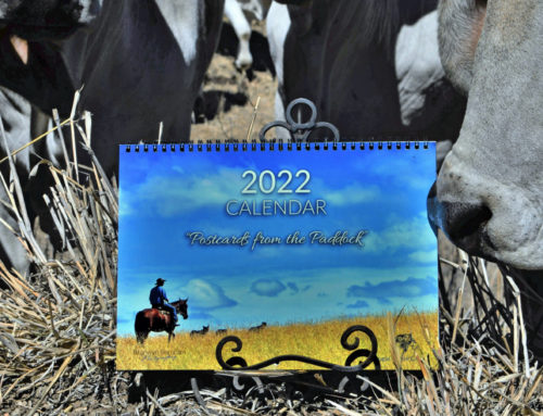 CALENDAR  2022      ‘POSTCARDS from the PADDOCK’